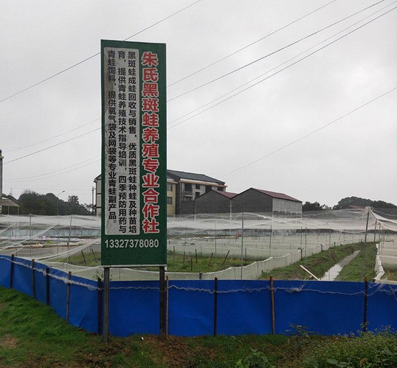 青蛙苗田鸡青蛙种苗田鸡蝌蚪种苗田鸡青蛙卵免费提供技术