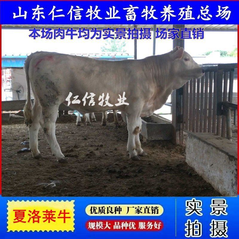 夏洛莱牛包成活包技术货到付款买十送一全国包送货