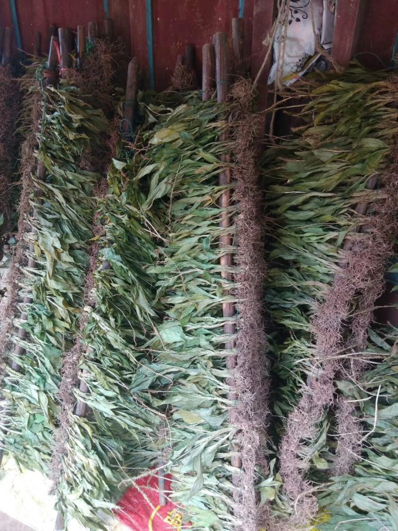 野生红杆见血清水洗烘干的干品？