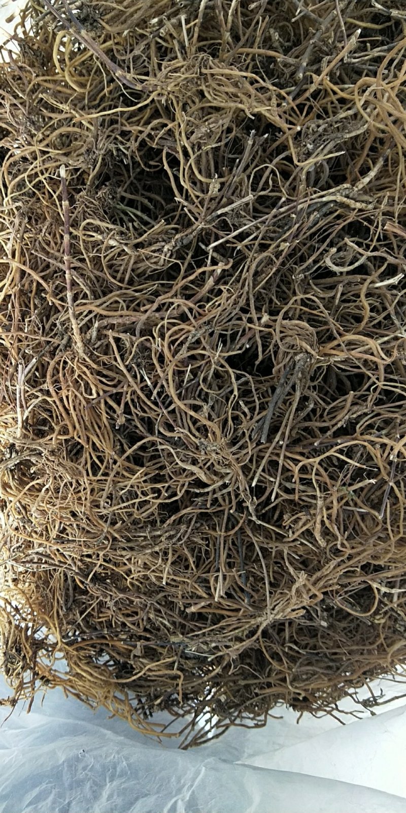 龙胆草
