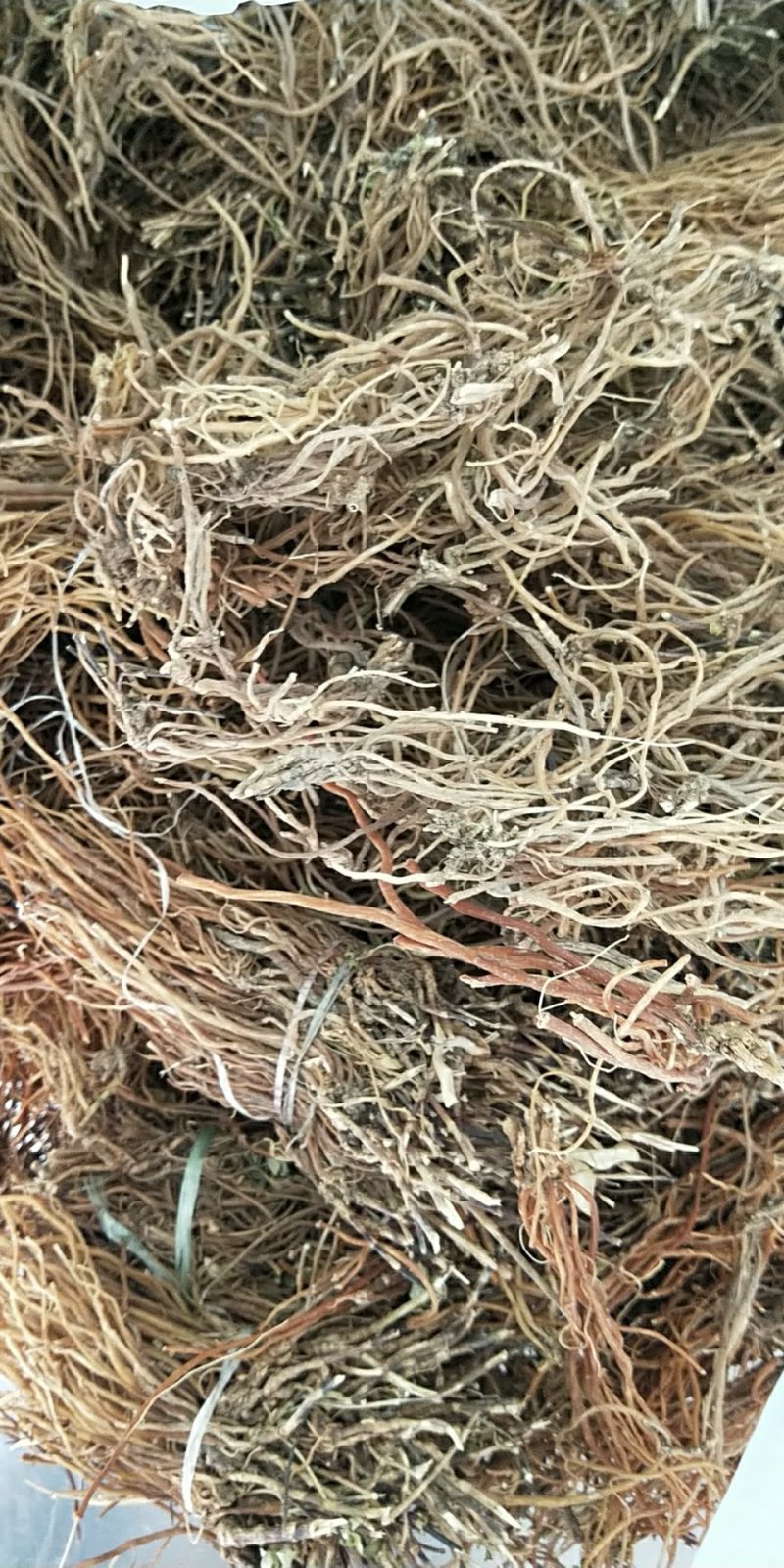龙胆草