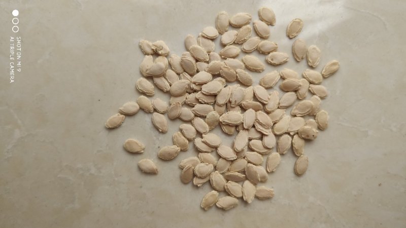 【包邮】乾德帅冬杂交小冬瓜种子春秋茬口栽培