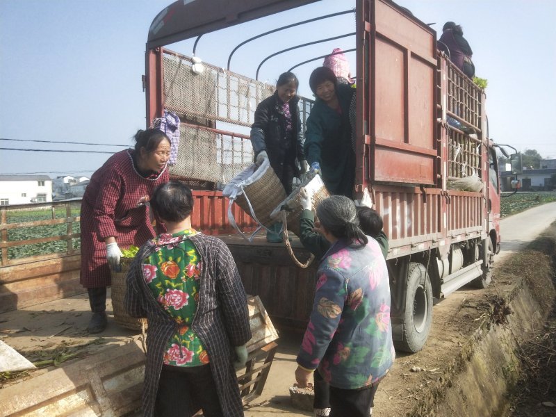 绵阳安州区儿菜150亩已经上市