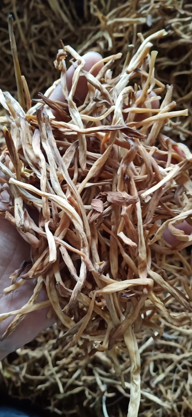 黄花菜常年供应批发及零售各种档次无硫黄花菜