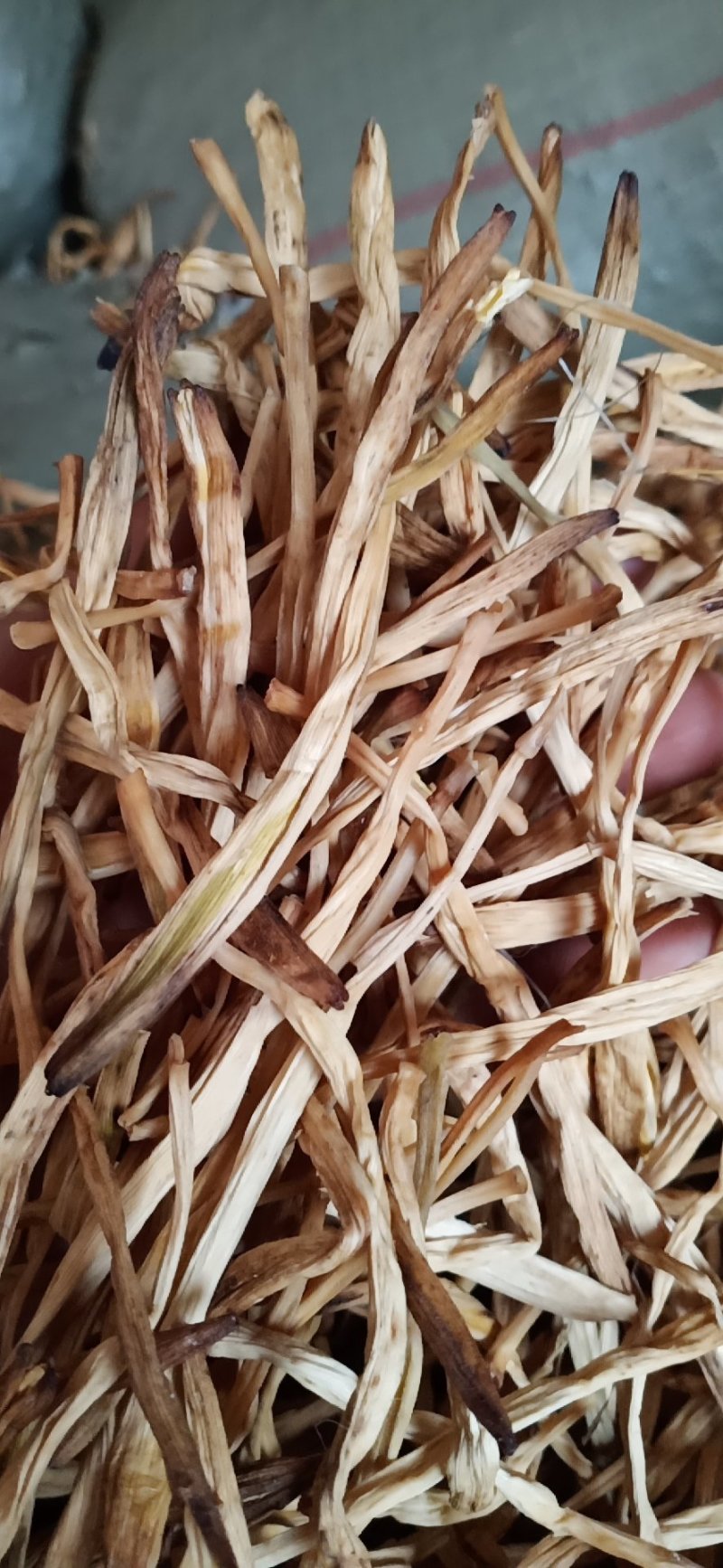 黄花菜常年供应批发及零售各种档次无硫黄花菜