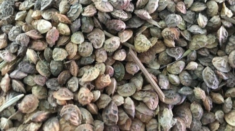 红豆草籽种牧草草坪驴骡牛羊猪鸡饲料