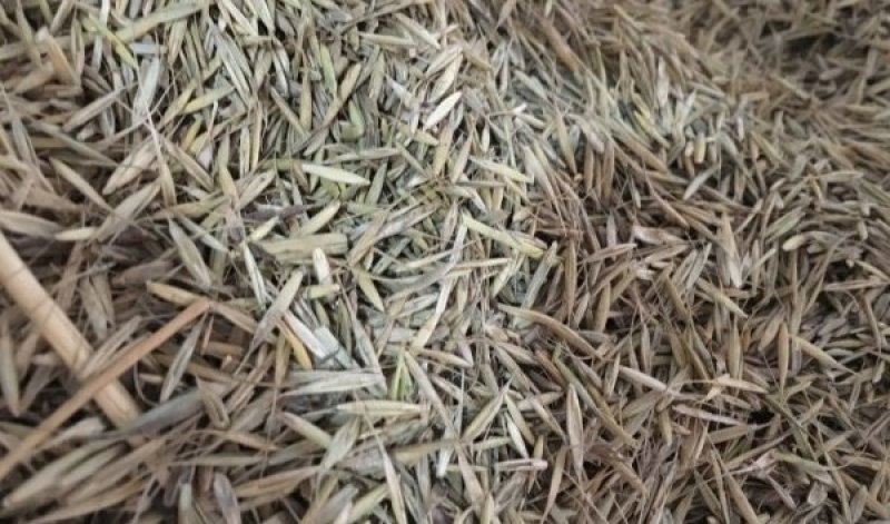 披碱草种子碱茅草抗风沙耐旱耐盐碱耐寒多年生四季牧草