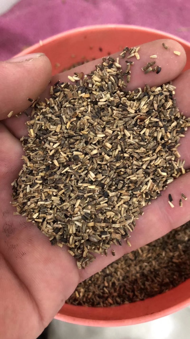 鲁梅克斯种子进口俄罗斯饲料菜多年生耐寒四季牧草种籽