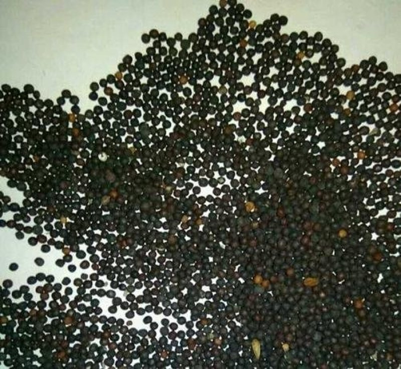 满天星种子四季开花植物花卉室外易活花种子籽孑花草