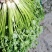 山东潍坊安丘优质香菜大量上市产地直销视频看货品质保