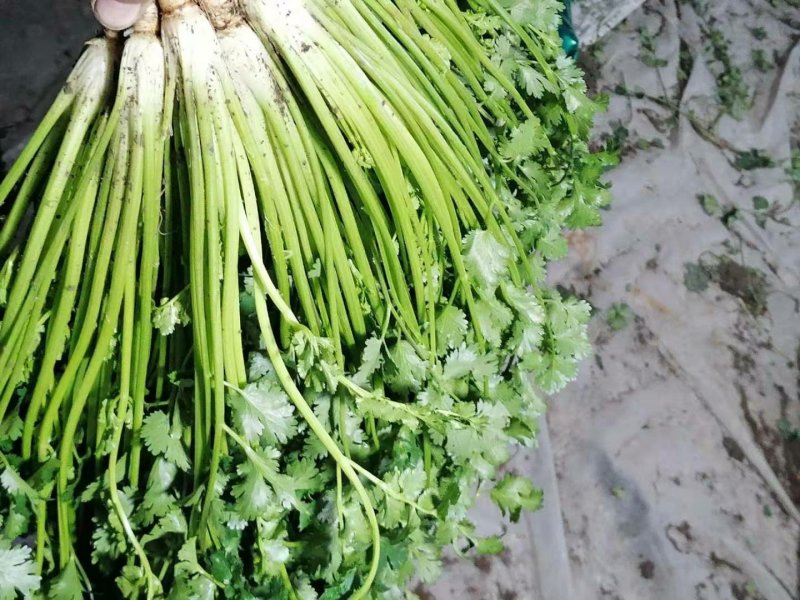 山东潍坊安丘优质香菜大量上市产地直销视频看货品质保
