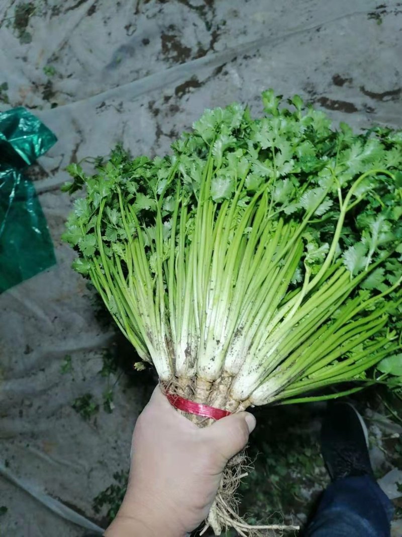山东潍坊安丘优质香菜大量上市产地直销视频看货品质保