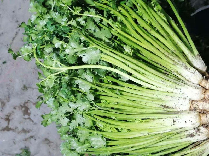 山东潍坊安丘优质香菜大量上市产地直销视频看货品质保