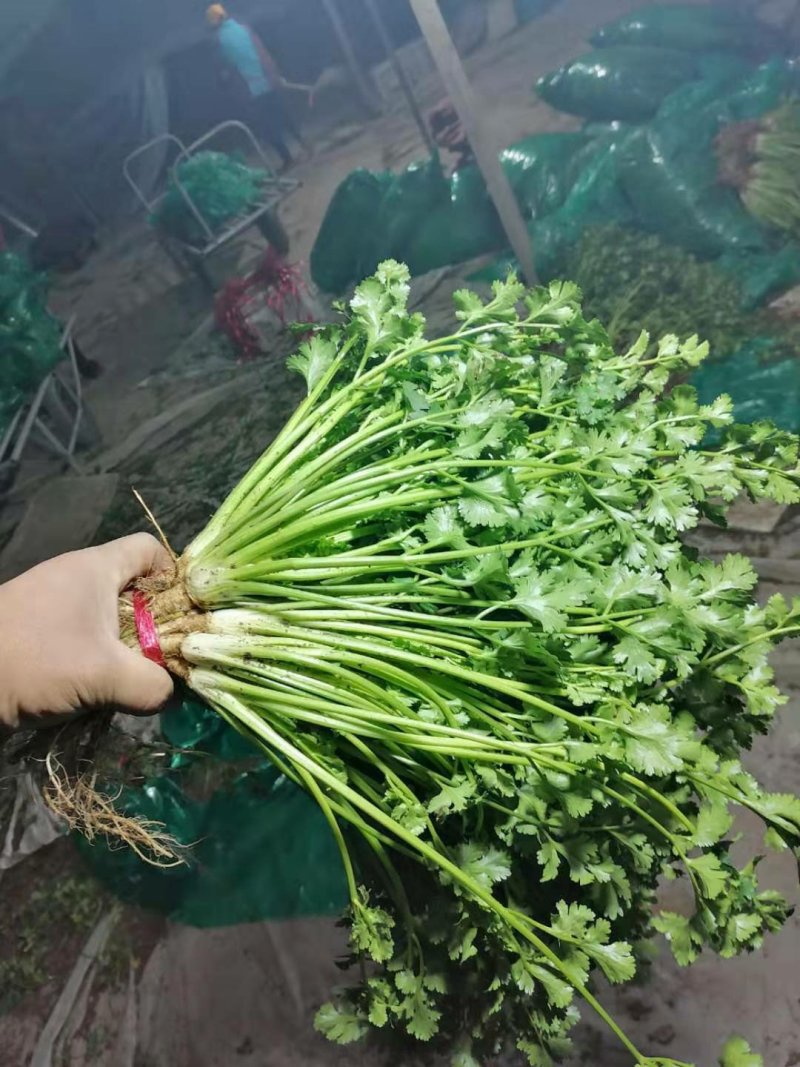 山东潍坊安丘优质香菜大量上市产地直销视频看货品质保