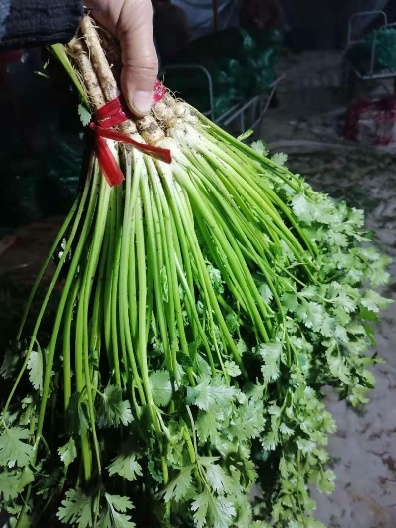 山东潍坊安丘优质香菜大量上市产地直销视频看货品质保