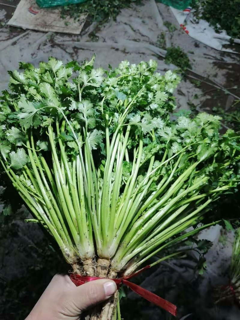山东潍坊安丘优质香菜大量上市产地直销视频看货品质保