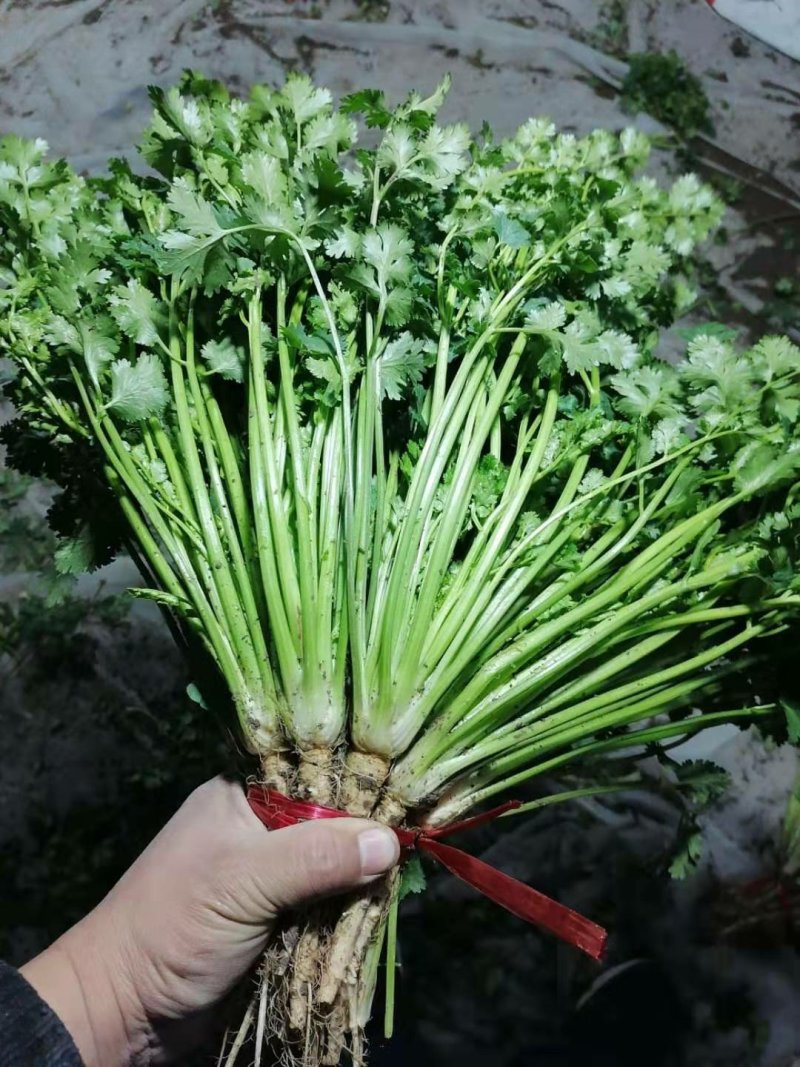 山东潍坊安丘优质香菜大量上市产地直销视频看货品质保
