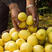 【包邮】安岳黄柠檬一二级果，一件代发，产地直供