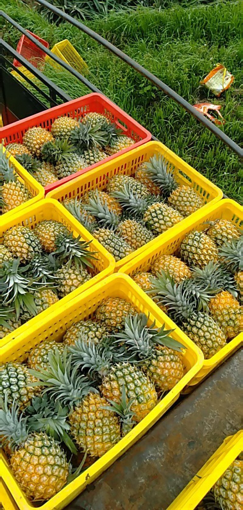 【精品】菠萝大量供应，产地直发货源充足量品质保障大从优