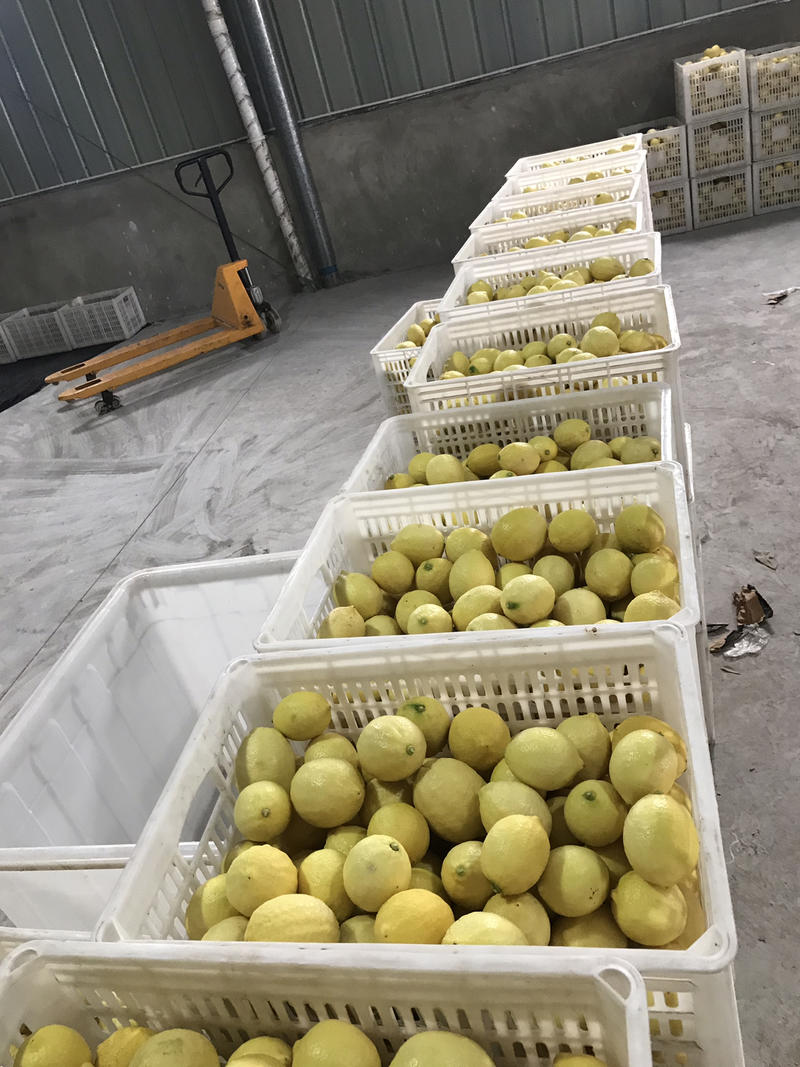 包邮安岳尤力克黄柠檬一级品质大量供应