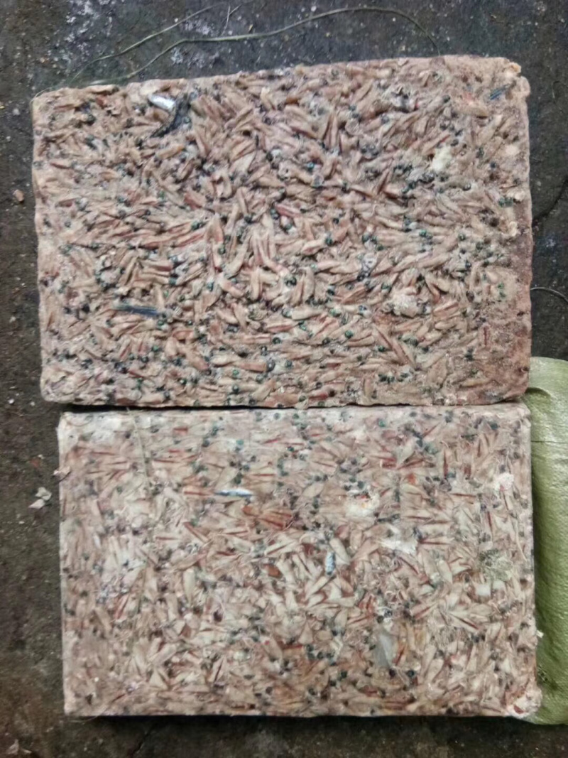 喂鱼喂虾小鱿鱼