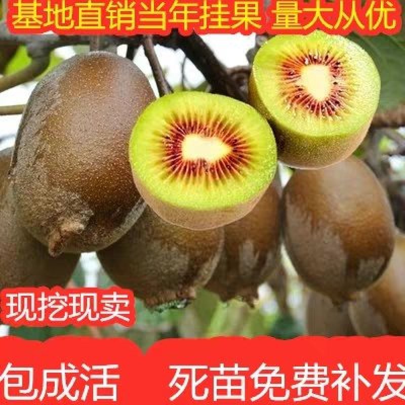 【红心猕猴桃苗】两年嫁接苗，一年种上当年结果，保证纯度。