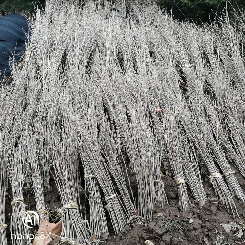 樱花苗，樱花树苗嫁接樱花，日本樱花早樱晚樱盆栽庭院绿化