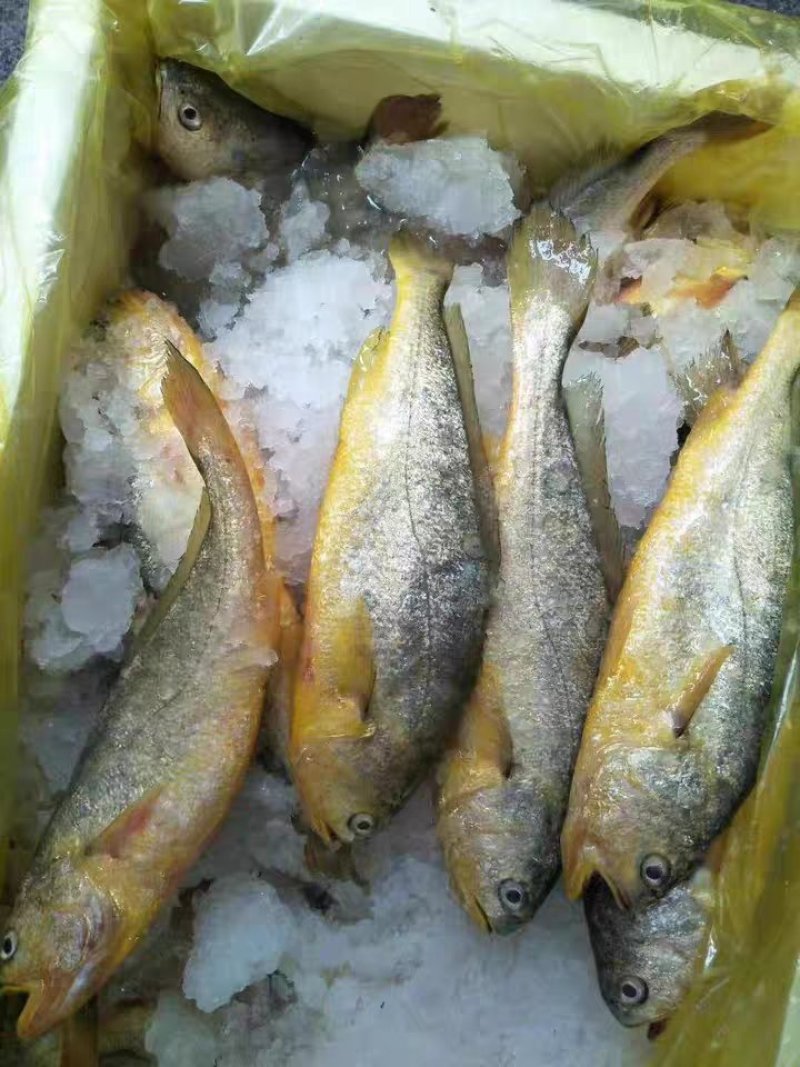 福建霞浦特产黄花鱼大黄鱼