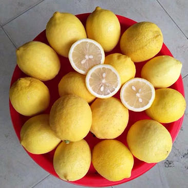 安岳尤力克纯一级新果黄柠檬自家果园新鲜柠檬大量出售