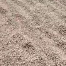 稻花香二号稻谷河水灌溉
