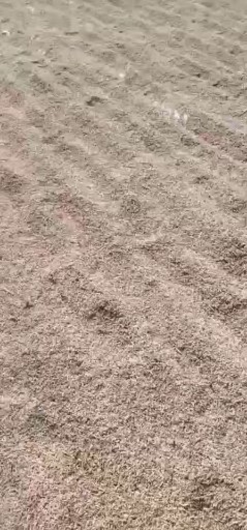 稻花香二号稻谷河水灌溉