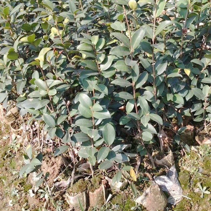 全国发货油茶苗杯苗高产嫁接两年白花油茶苗营养杯苗
