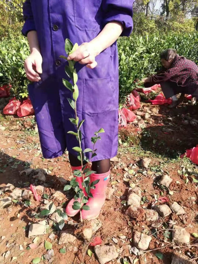 全国发货油茶苗杯苗高产嫁接两年白花油茶苗营养杯苗