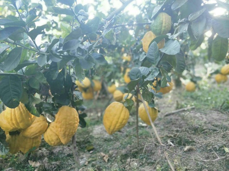 云南香橼果，普洱市思茅区王飞佛手香橼种植基地基地