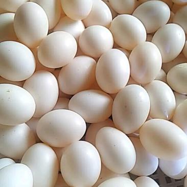 鸽子蛋量大价更优营养丰富非常弹蛋品里的珍品