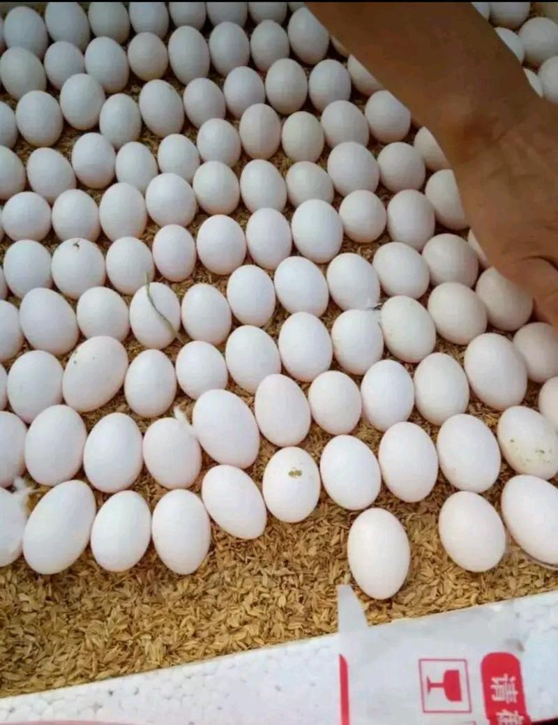 鸽子蛋量大价更优营养丰富非常弹蛋品里的珍品