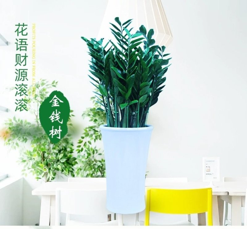 金钱树盆栽植物室内钱串子招财客厅办公室绿植花卉四季常青发