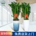 金钱树盆栽植物室内钱串子招财客厅办公室绿植花卉四季常青发