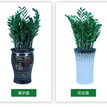 金钱树盆栽植物室内钱串子招财客厅办公室绿植花卉四季常青发