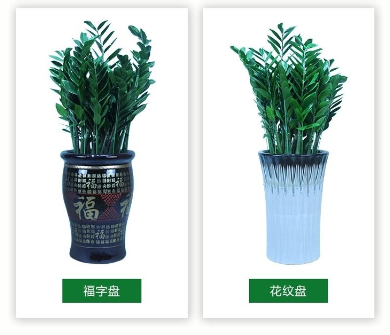 金钱树盆栽植物室内钱串子招财客厅办公室绿植花卉四季常青发