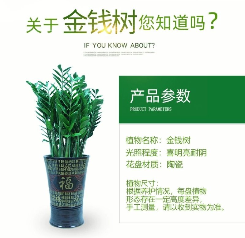 金钱树盆栽植物室内钱串子招财客厅办公室绿植花卉四季常青发