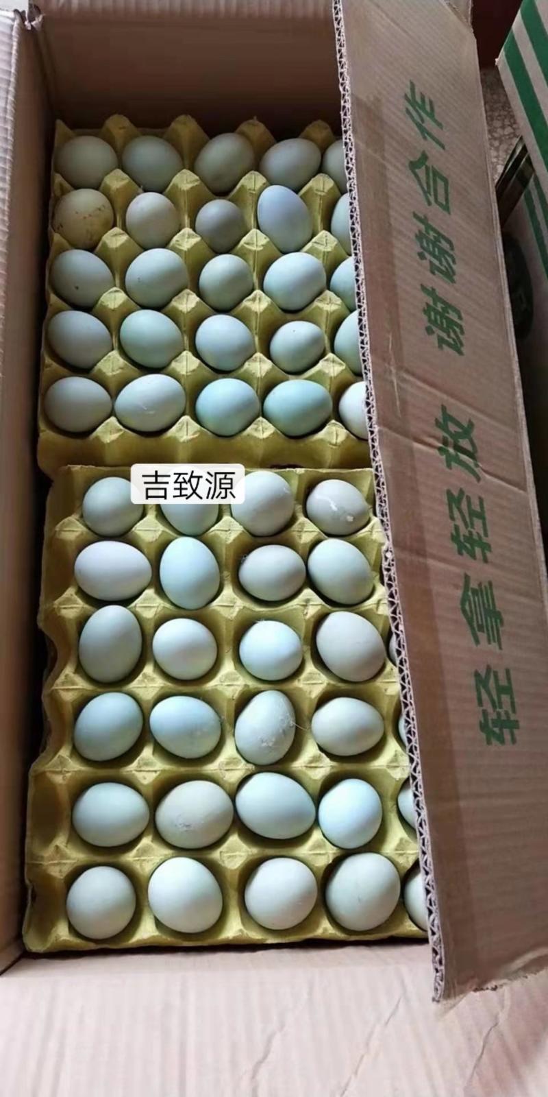 绿壳蛋420枚净重37/38斤中绿