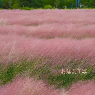 粉黛乱子草，发芽率95%高档花海种子，浪漫粉色