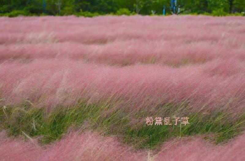 粉黛乱子草，发芽率95%高档花海种子，浪漫粉色