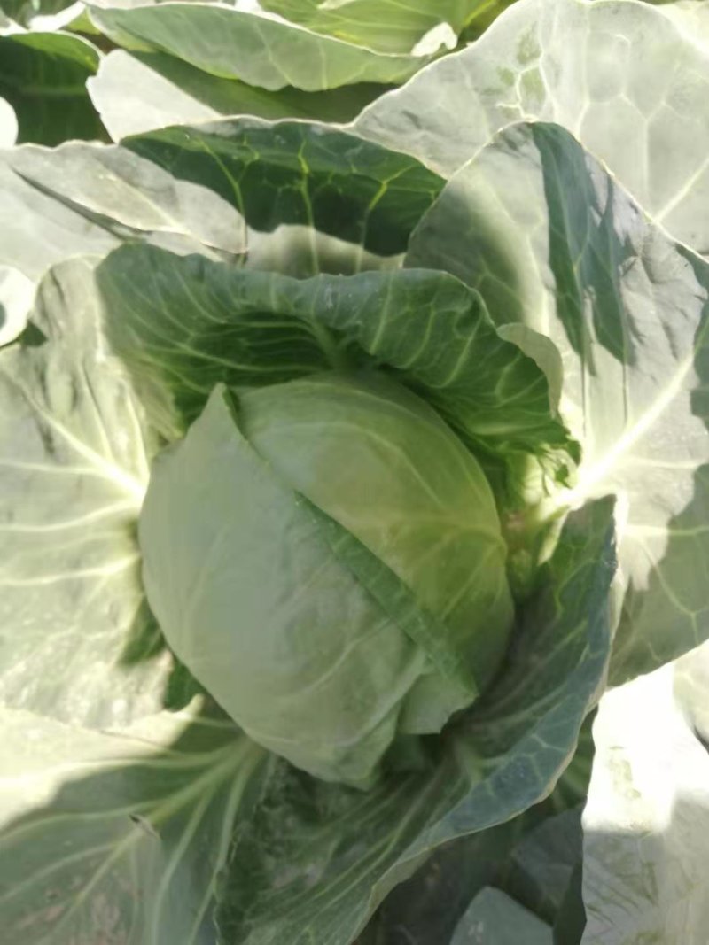 绿宝石甘蓝种子高产卷心菜包菜大头菜深绿圆白菜春秋播种