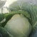 绿宝石甘蓝种子高产卷心菜包菜大头菜深绿圆白菜春秋播种
