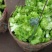 小心子儿菜，四川神菜，包儿菜，，