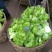 小心子儿菜，四川神菜，包儿菜，，