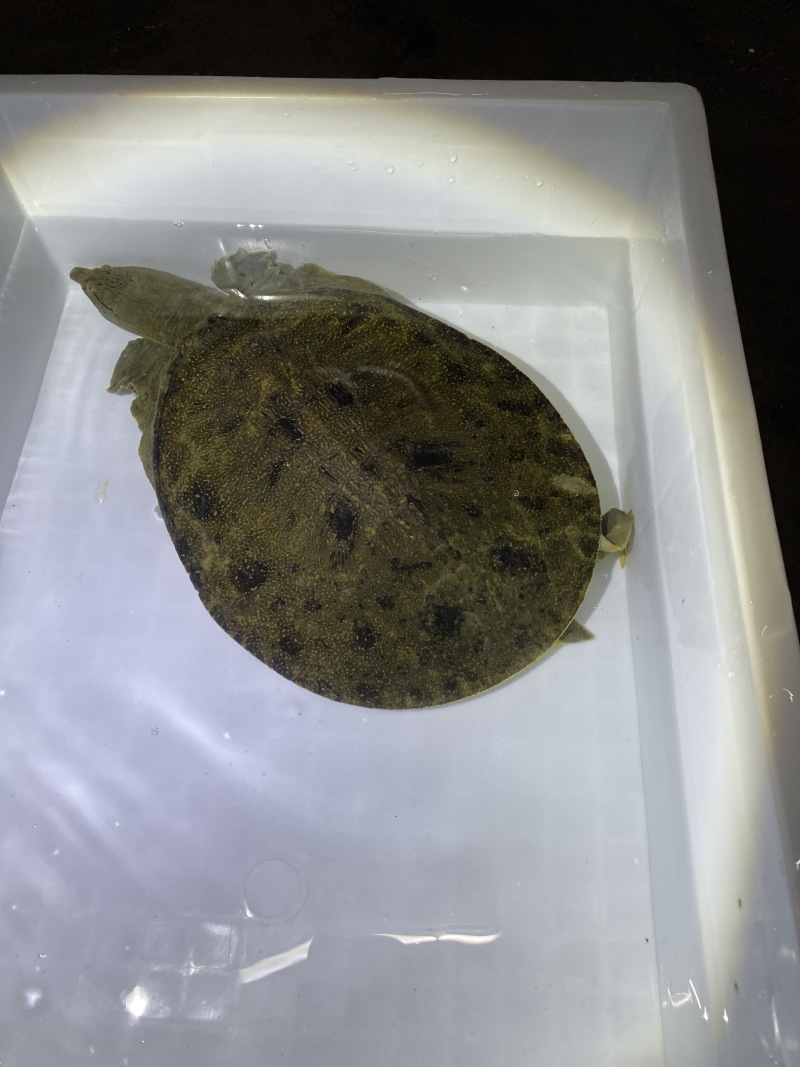 精品黑花黄花甲鱼1.5-3.5斤