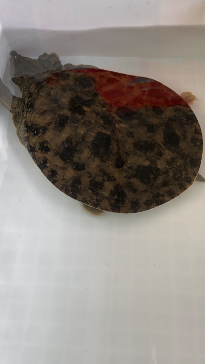 精品黑花黄花甲鱼1.5-3.5斤